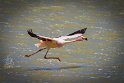 031 Salar de Surire, flamingo